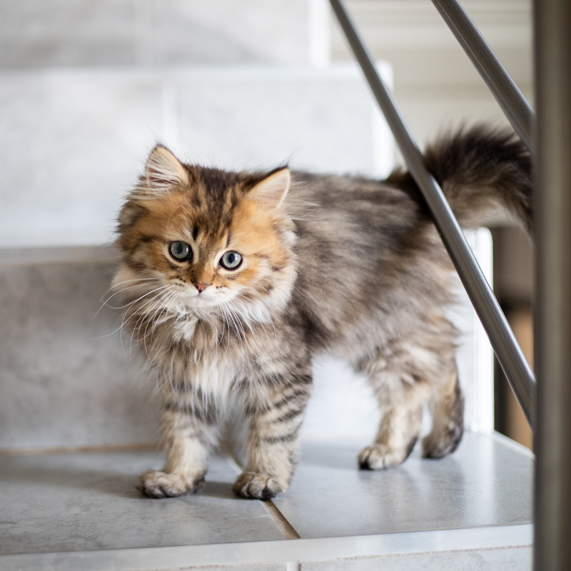 All About Purrs, Cat Care & Feline Behavior Solutions photo 3