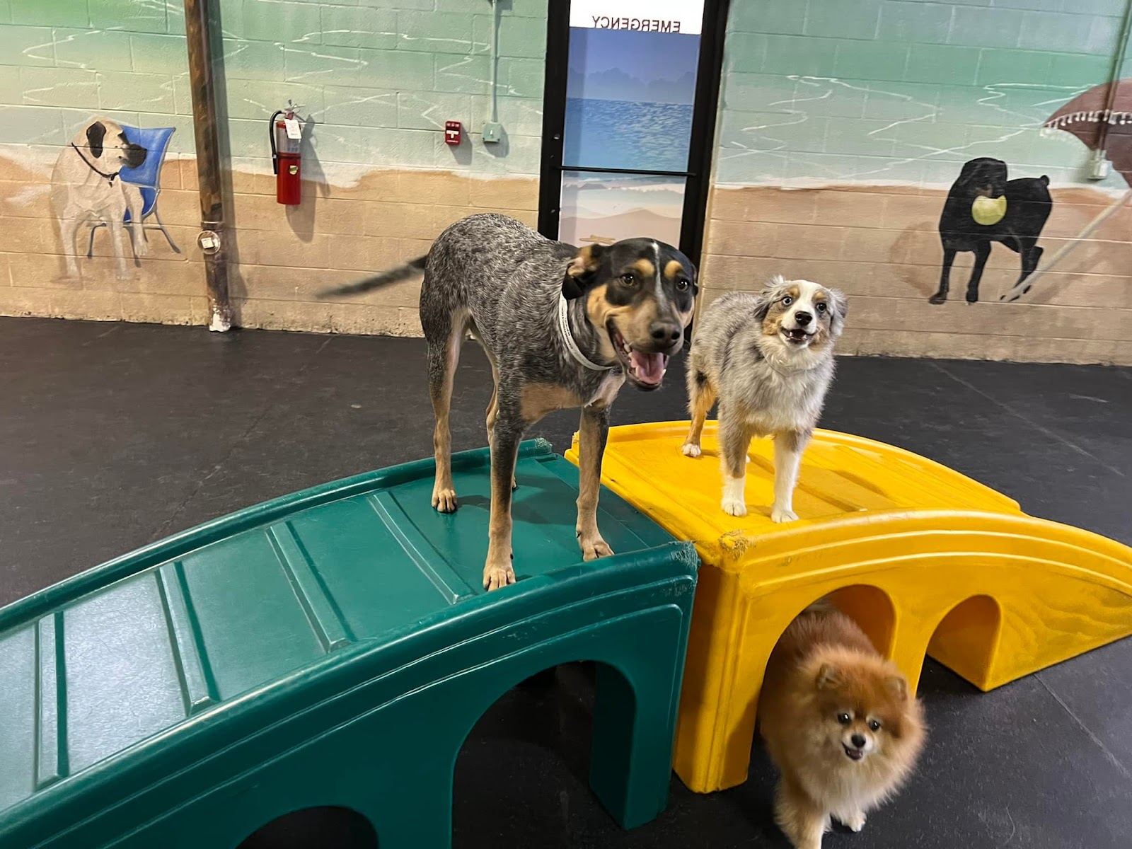 All American Pet Resorts Asheville