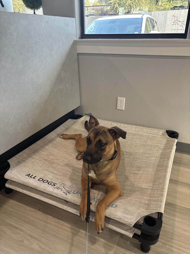 All Dogs Unleashed photo 2