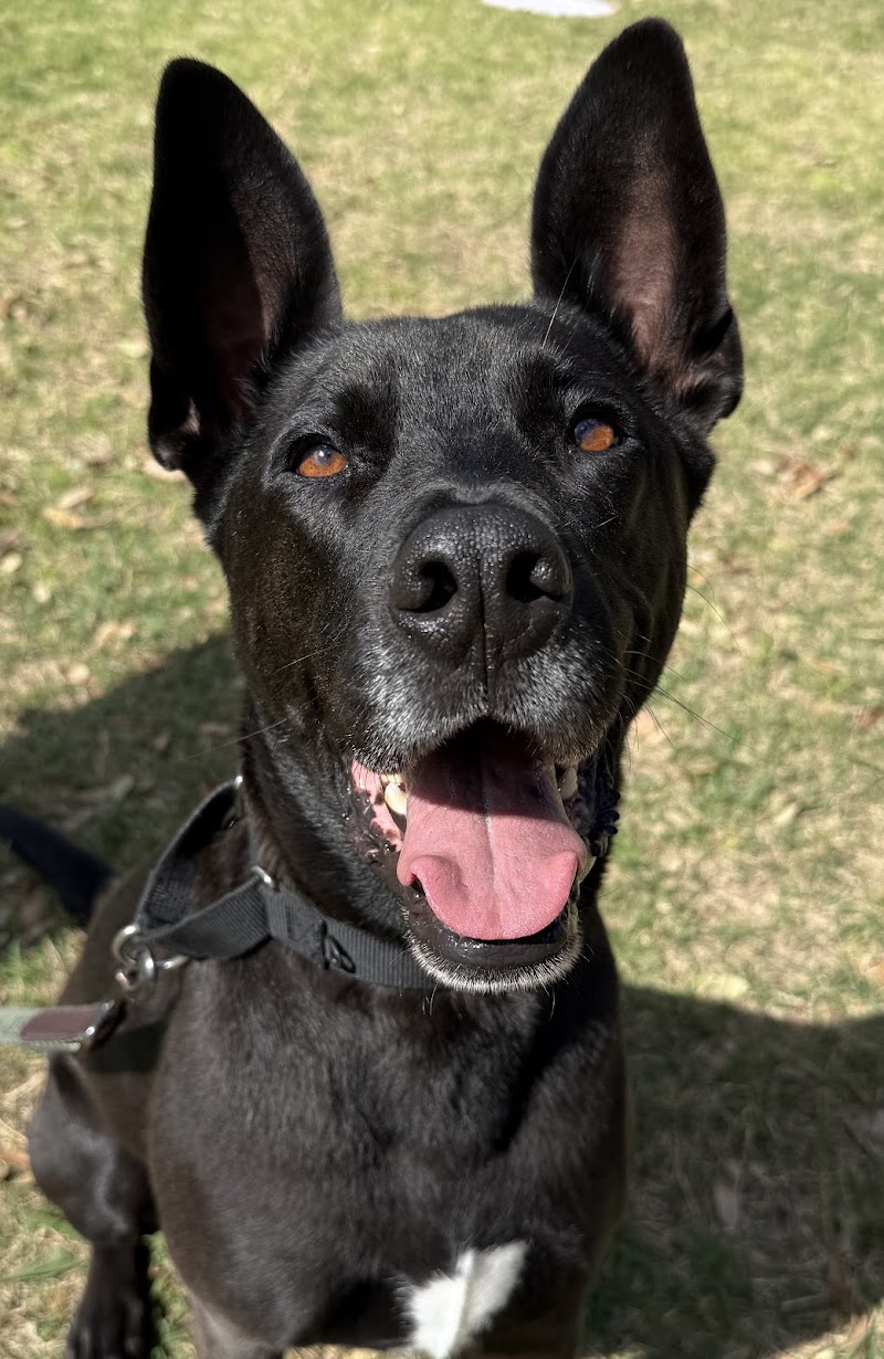 All Dogs Unleashed photo 3