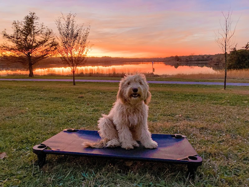 All Dogs Unleashed Dog Training Denver