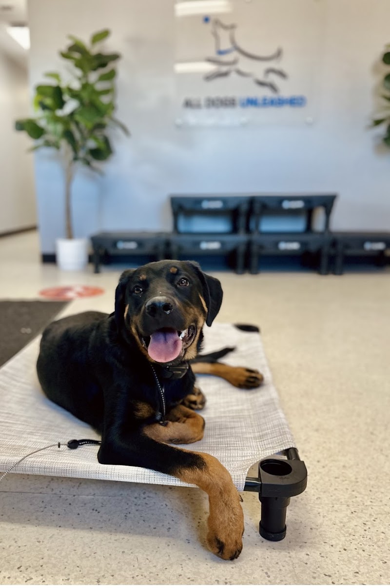 All Dogs Unleashed Dog Training Denver photo 3