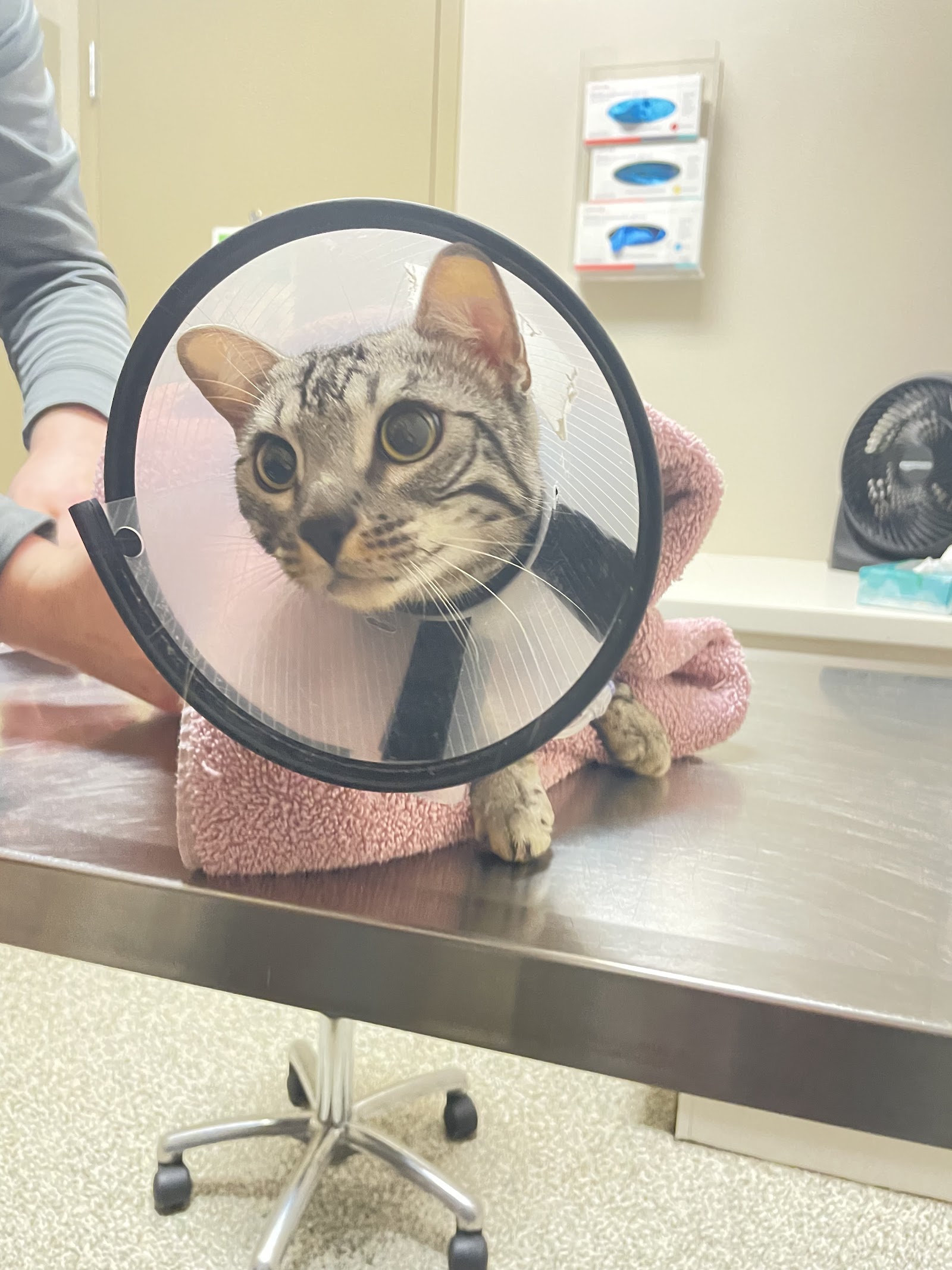 Allied Veterinary Emergency & Referral