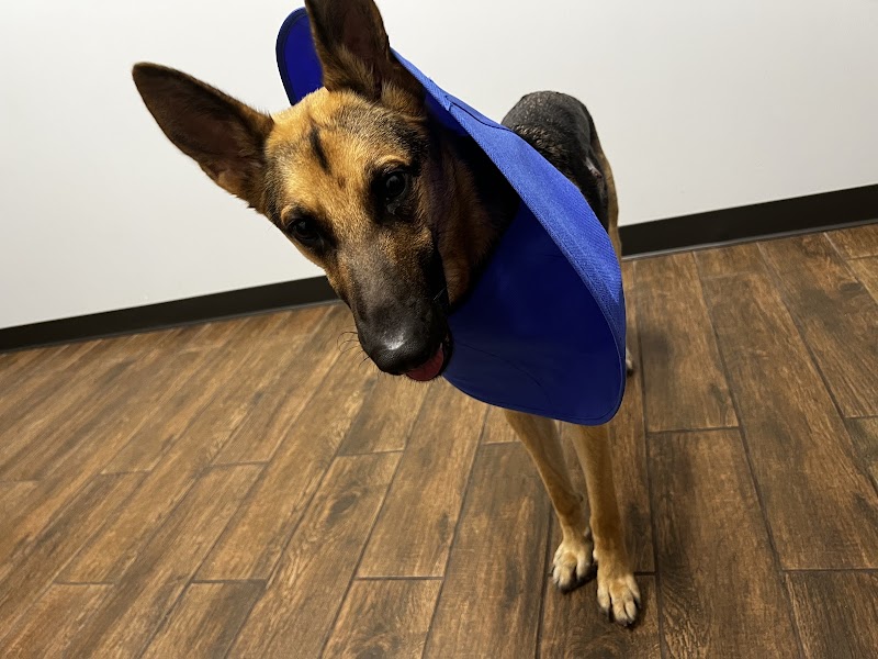 Allure Veterinary Hospital & Urgent Care photo 2