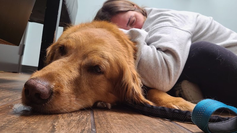 Allure Veterinary Hospital & Urgent Care photo 3