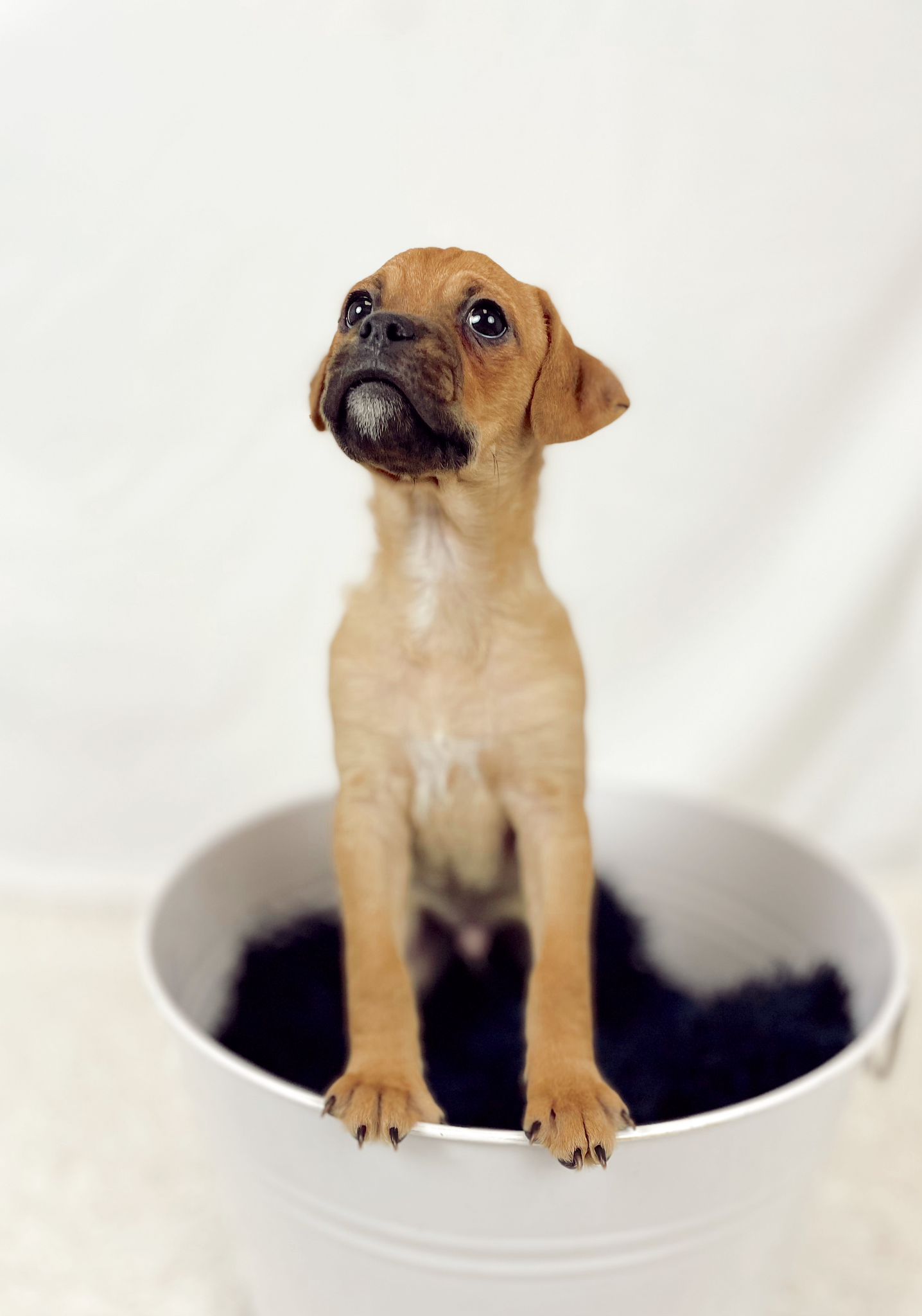 Almost There: A Mom + Pups Rescue