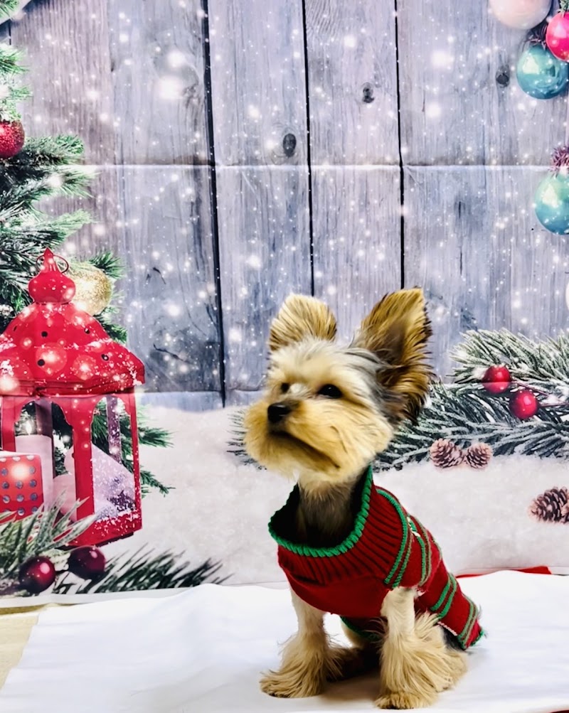 Aloha Animal Hospital photo 3