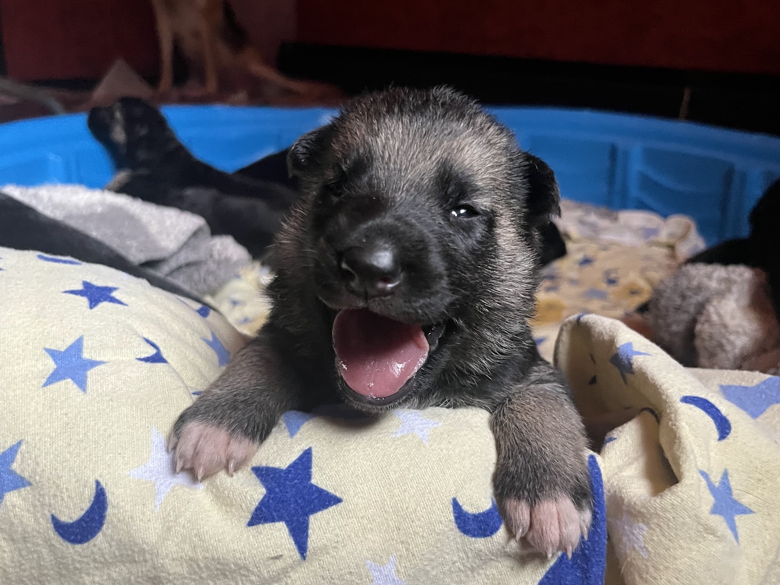 Ambler Dog Rescue