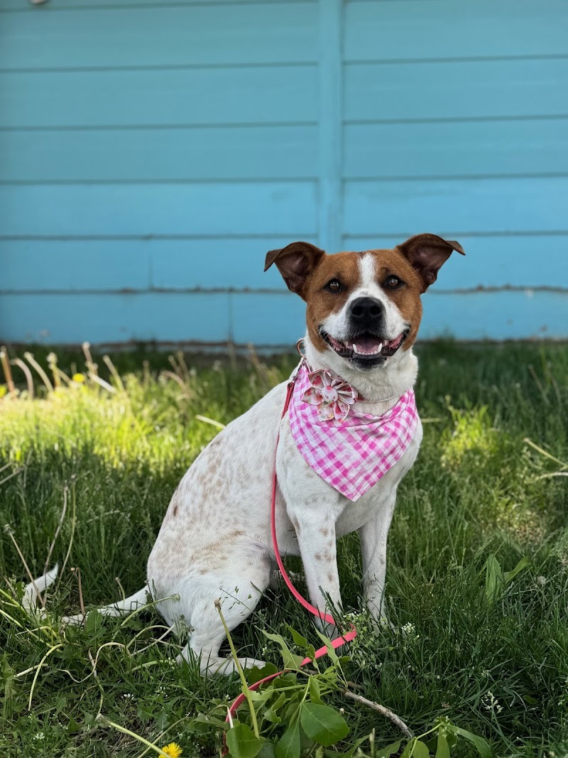 American Canine Academy Dog Training photo 3