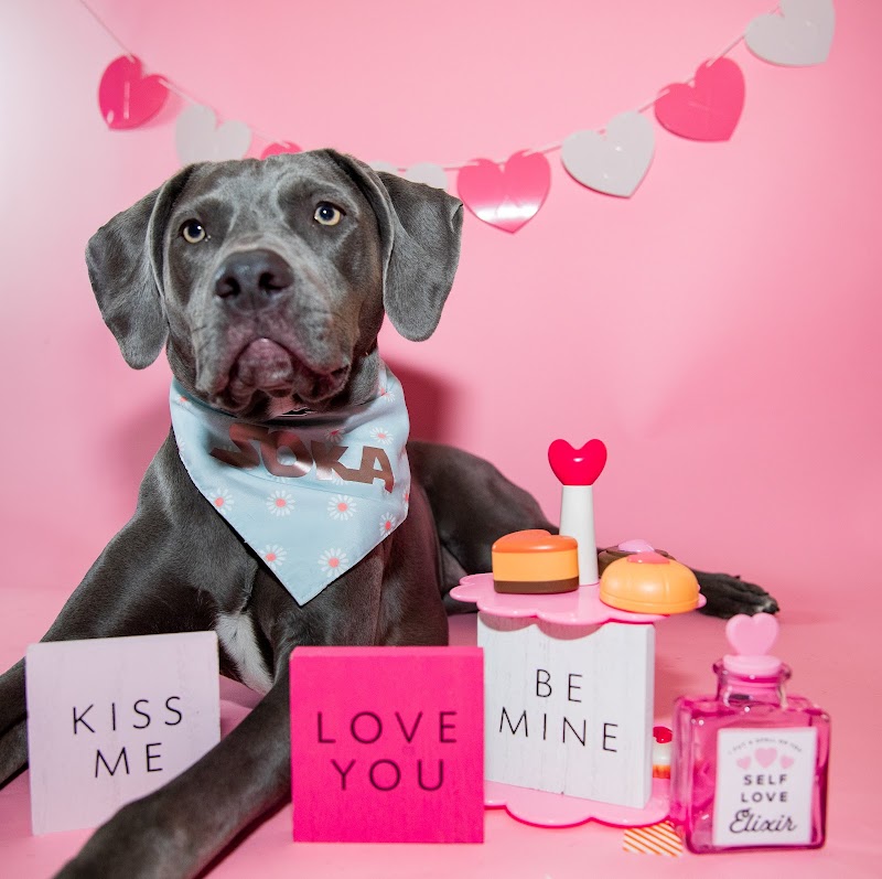 Ancillary K9 Dog Training photo 3