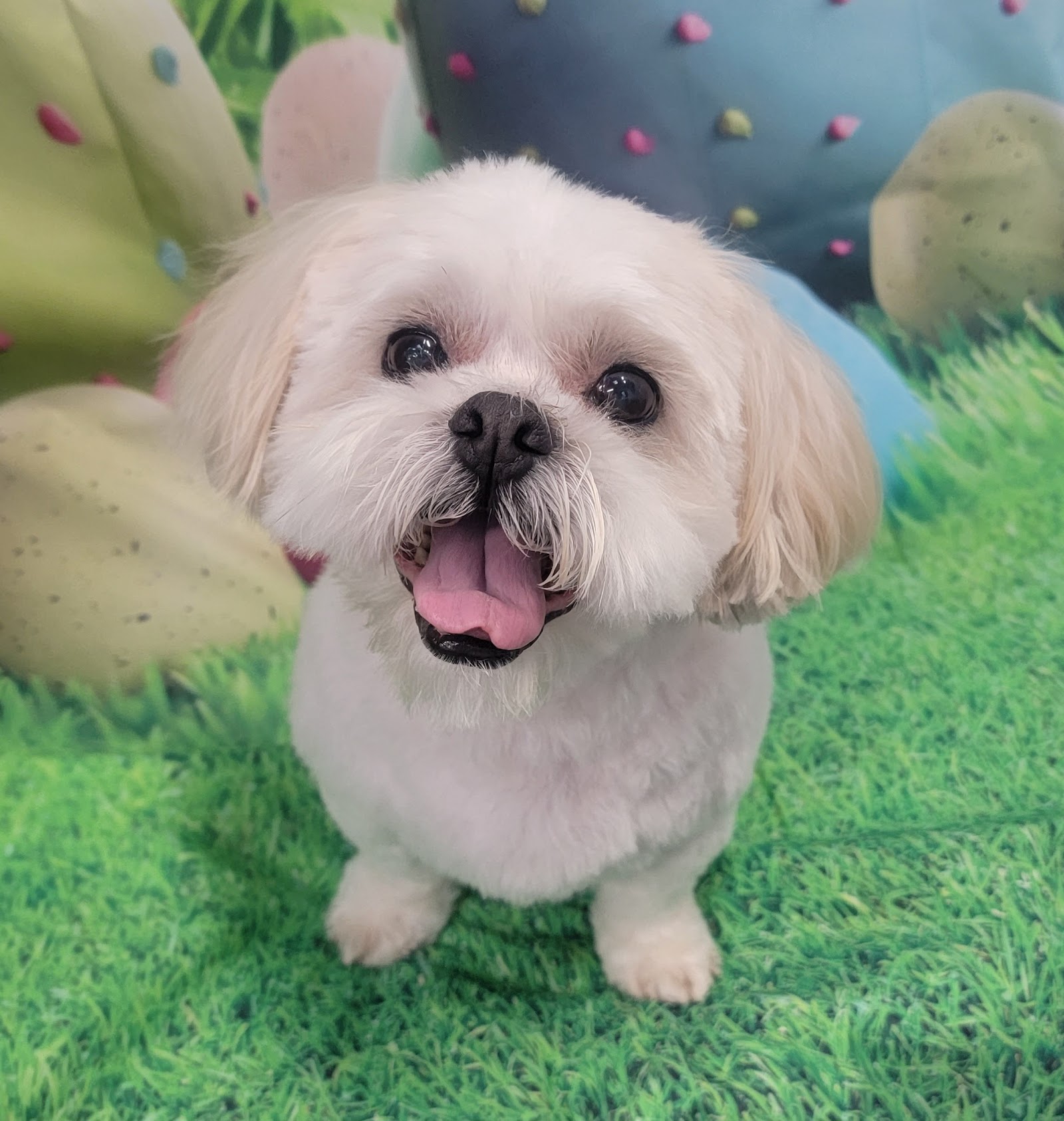 Angel's Touch Pet Spa