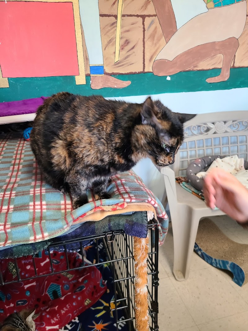 Angels With Paws photo 3