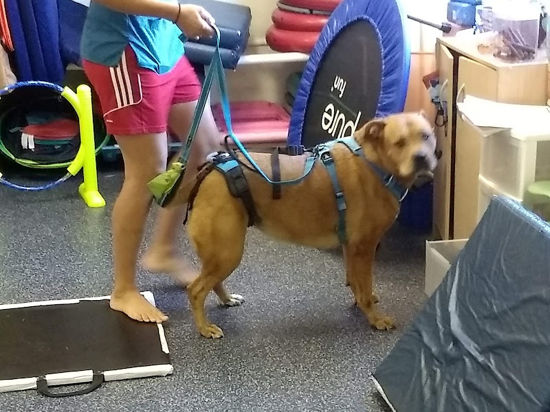 Animal Acupuncture and Rehabilitation Center photo 2