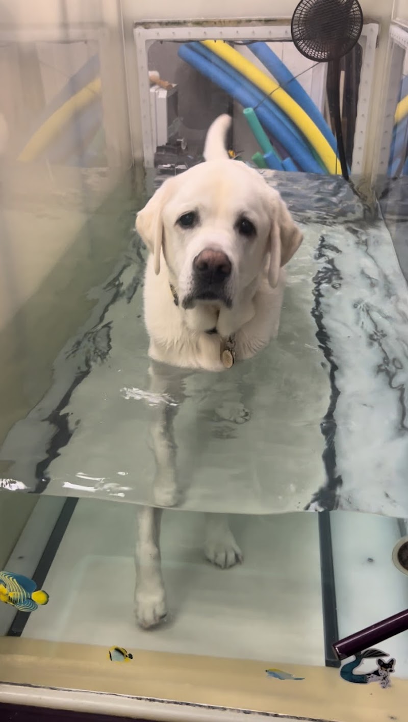 Animal Acupuncture and Rehabilitation Center photo 3