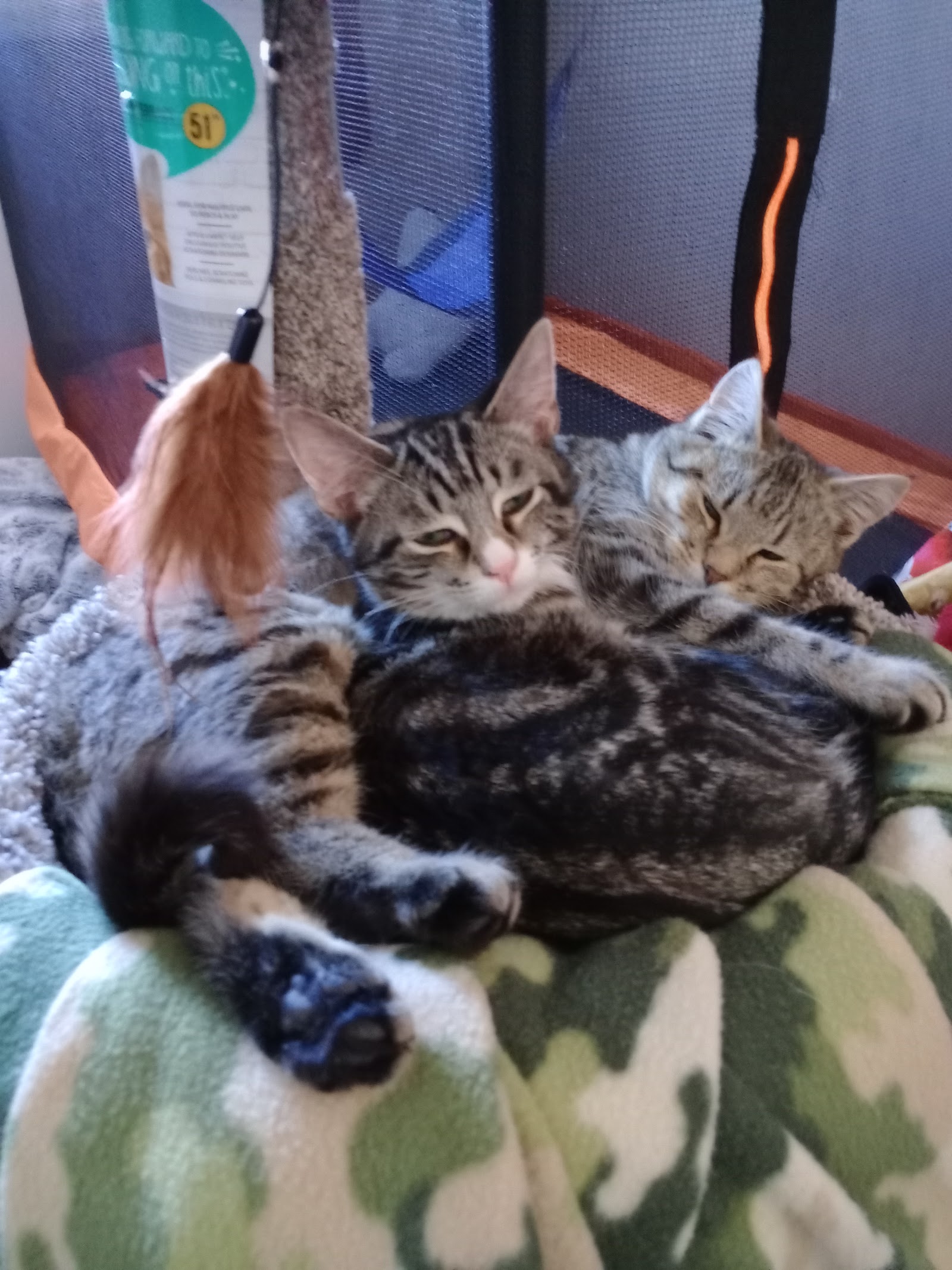 Animal Adoption Center
