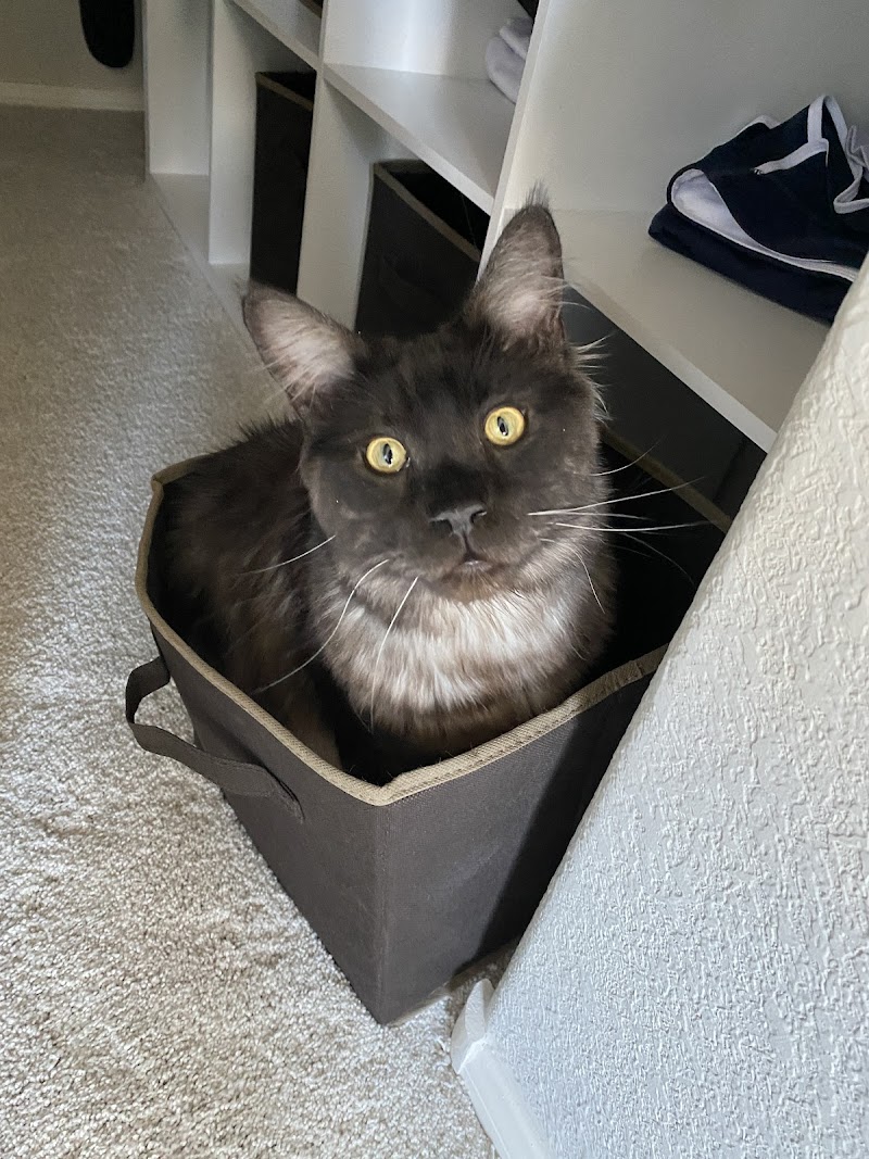 Animal Emergency Center of Las Vegas and Henderson photo 2