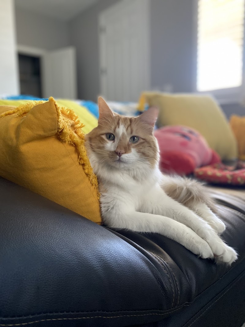 Animal Emergency Center of Las Vegas and Henderson photo 3