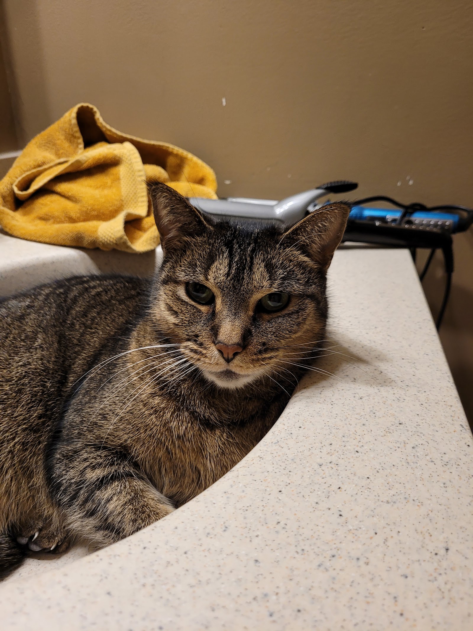 Animal Emergency Center - Rochester