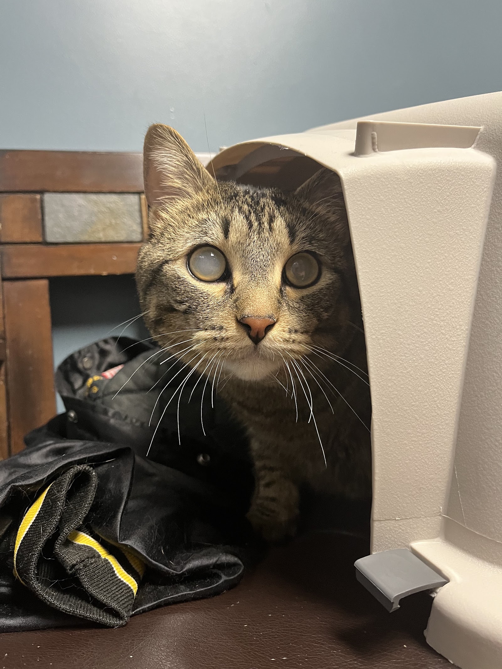 Animal Emergency & Referral Center of Minnesota (AERC)