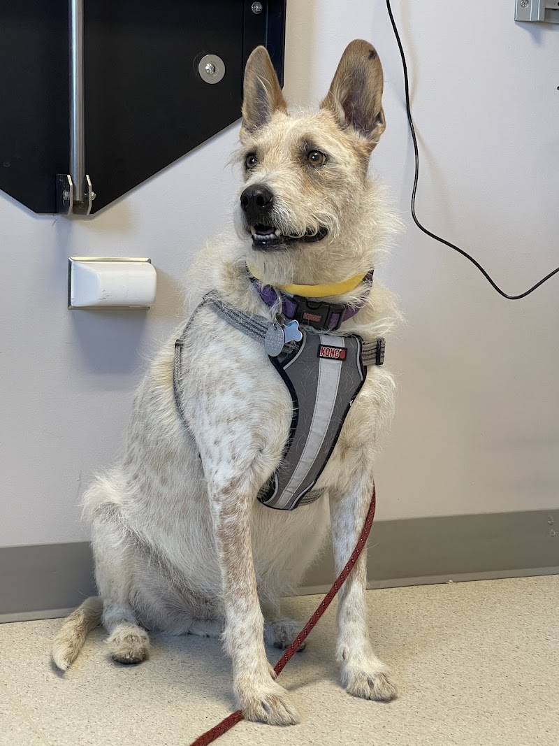 Animal Emergency & Specialty Center