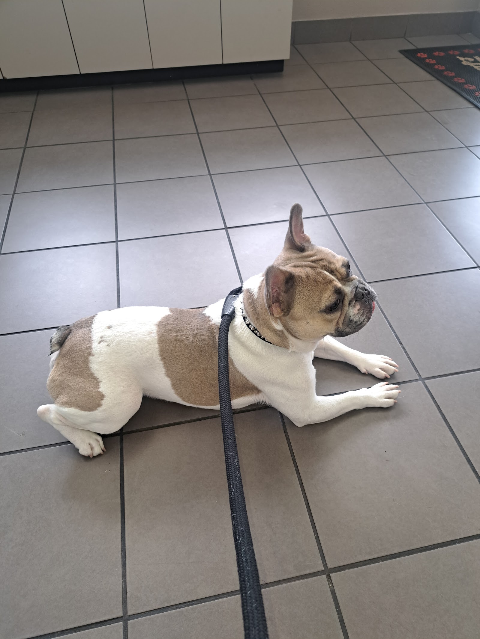 Animal Hospital of Tampa Bay