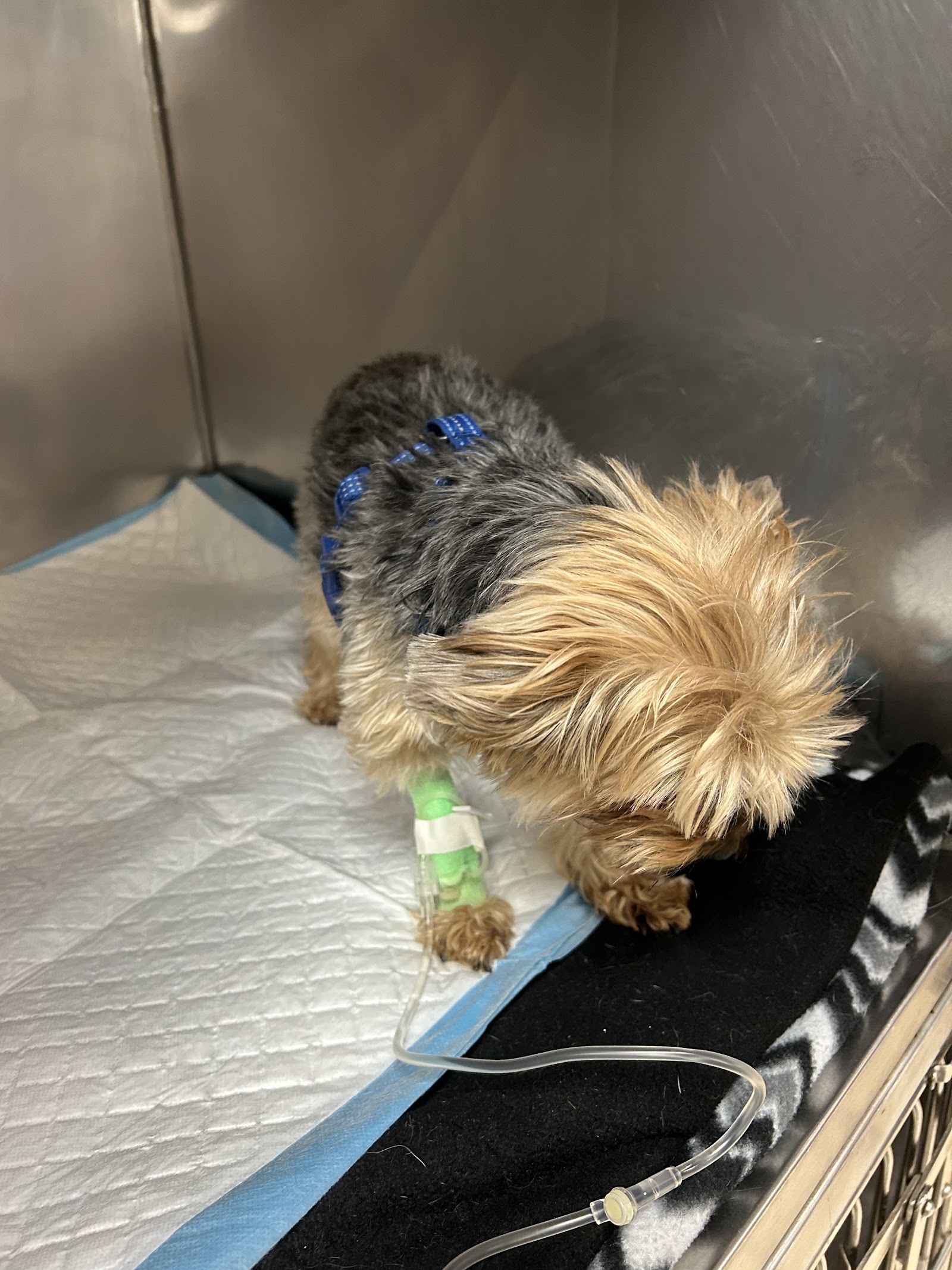 Animal Hospital of Towne Lake