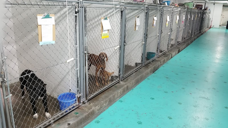 Animal Inn Pet Boarding Kennel photo 3