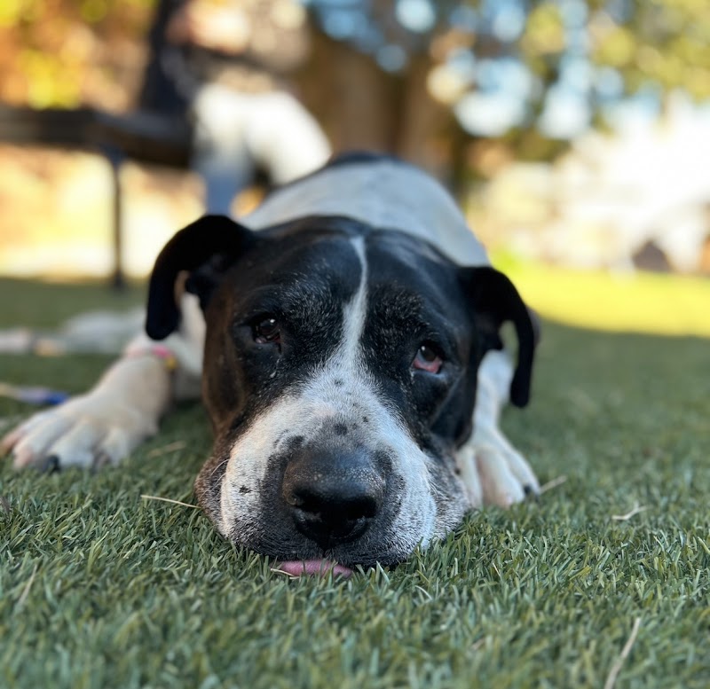 Animal Kindness Veterinary Hospital photo 3