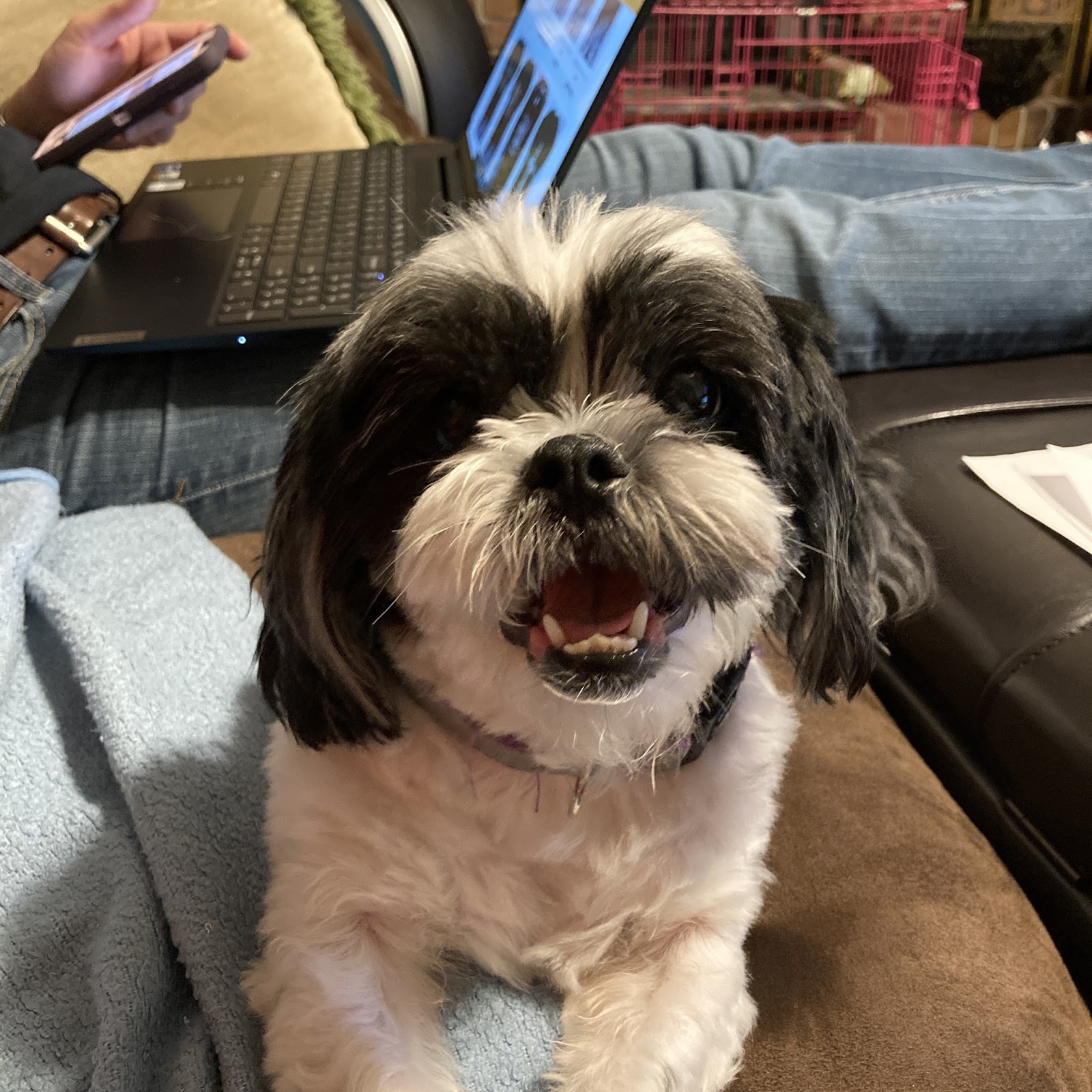 Animal Medical Clinic of Orlando