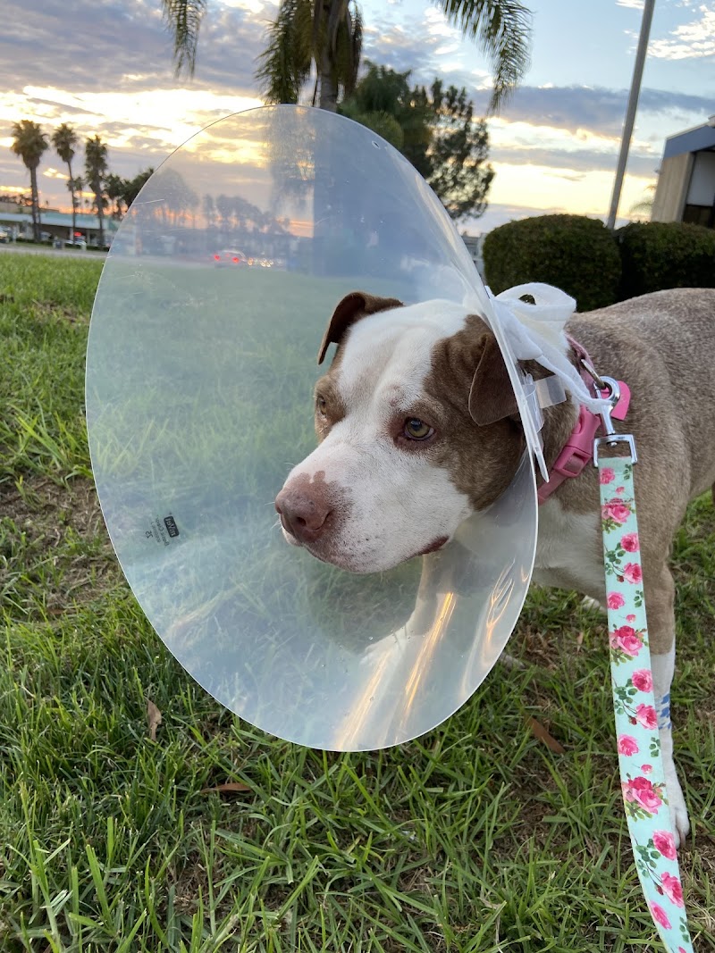 Animal Outpatient Surgery of San Diego and Blue Sky Veterinary Services, Inc. photo 2