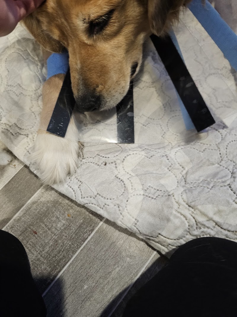 Animal Urgent Care photo 3