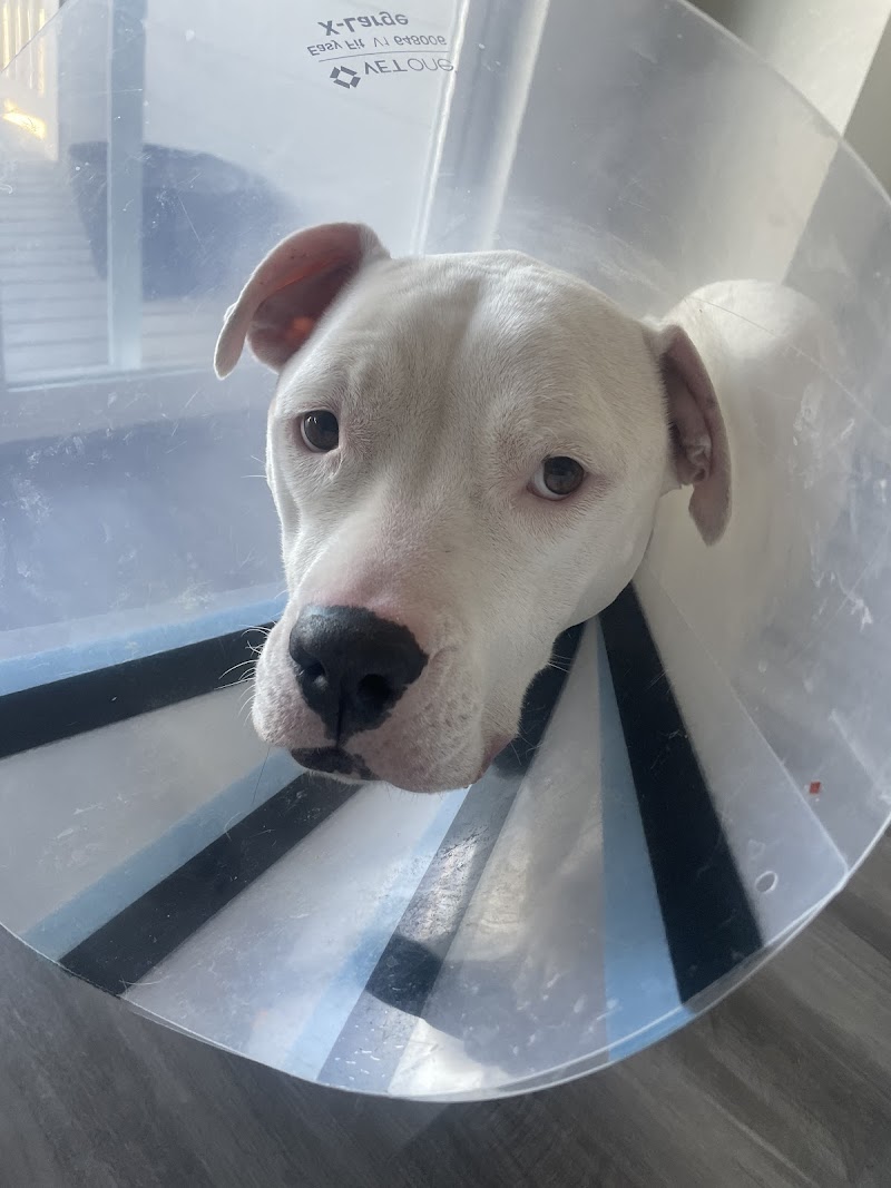 Animal Urgent Care North East photo 2