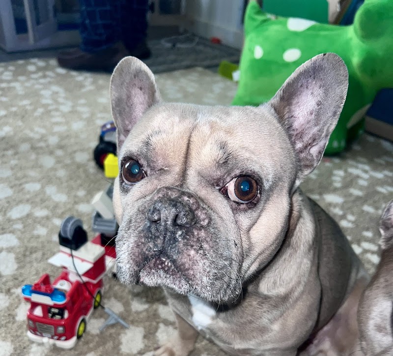 Animal Urgent Care North East photo 3