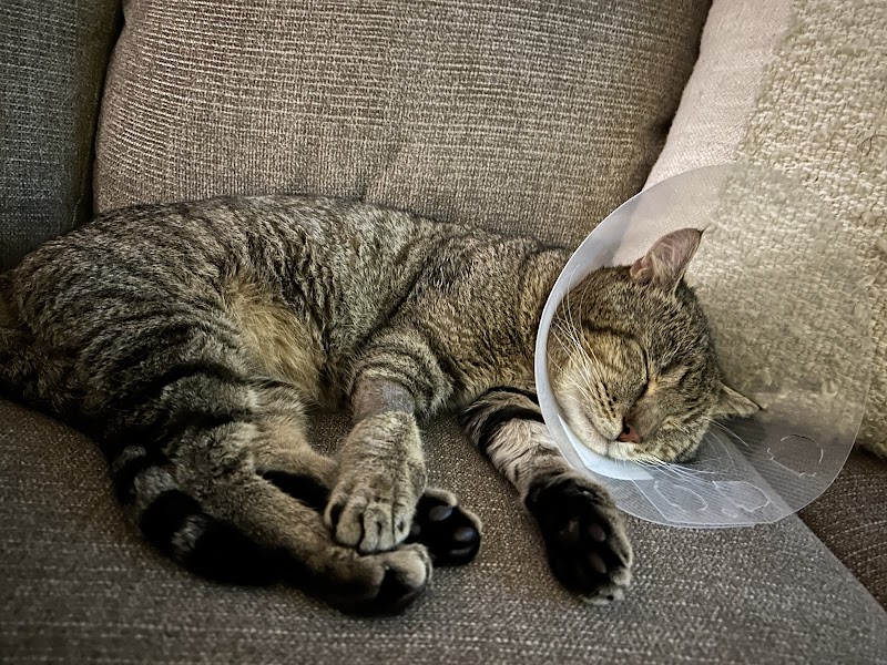 Animal Urgent Care of South Orange County photo 2