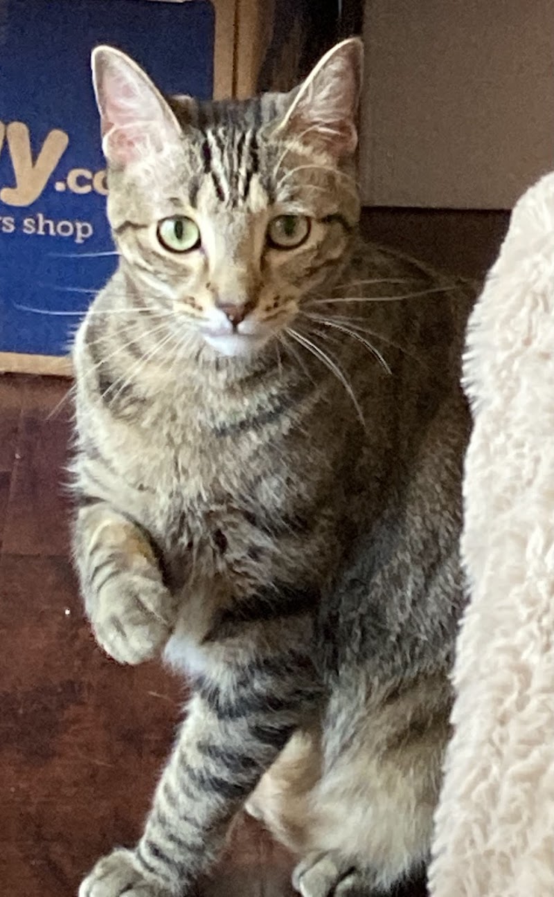 Animal Urgent Care of South Orange County photo 3