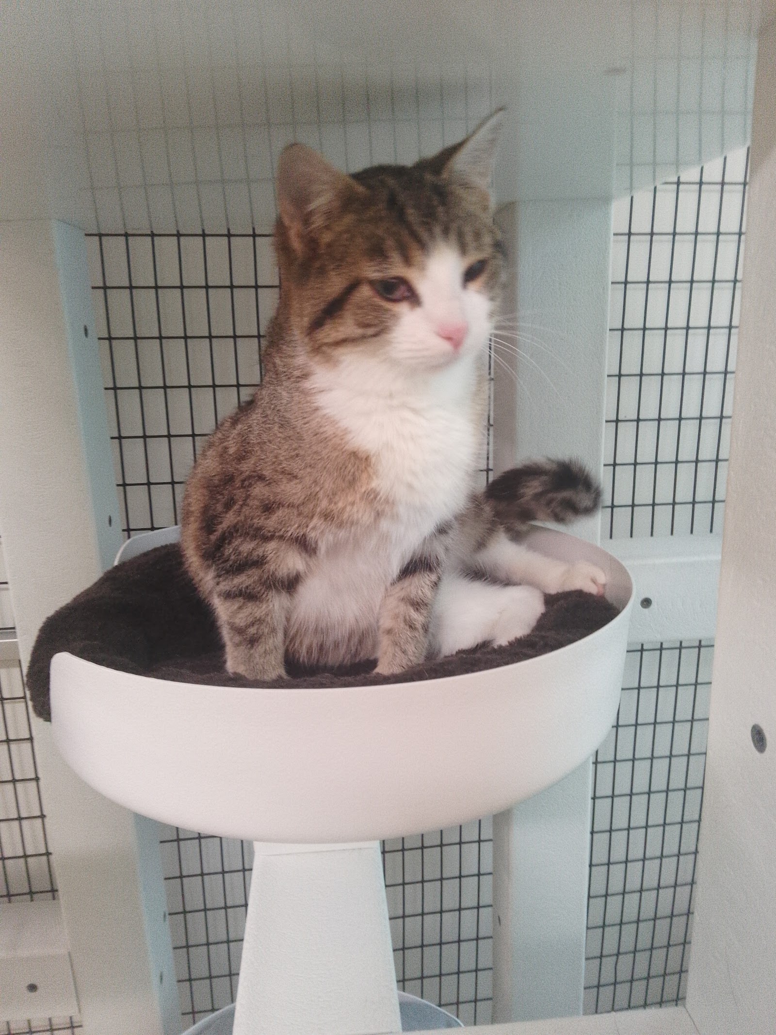 Animal Welfare League of Alexandria