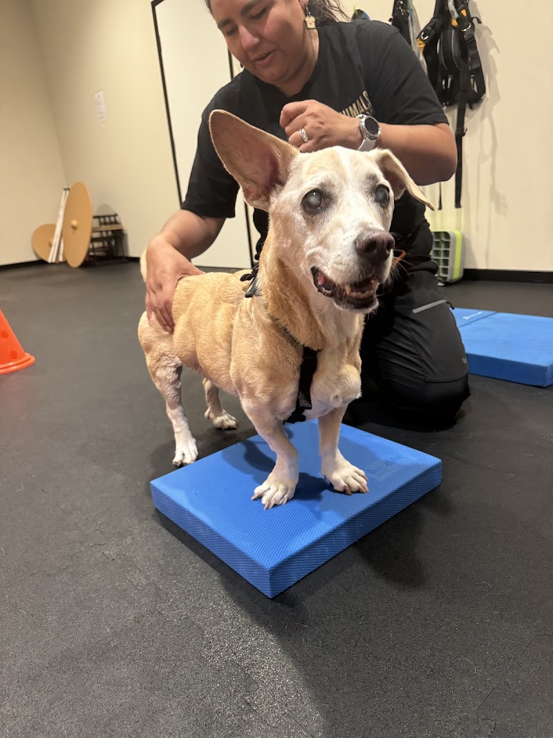 Animals Only photo 3