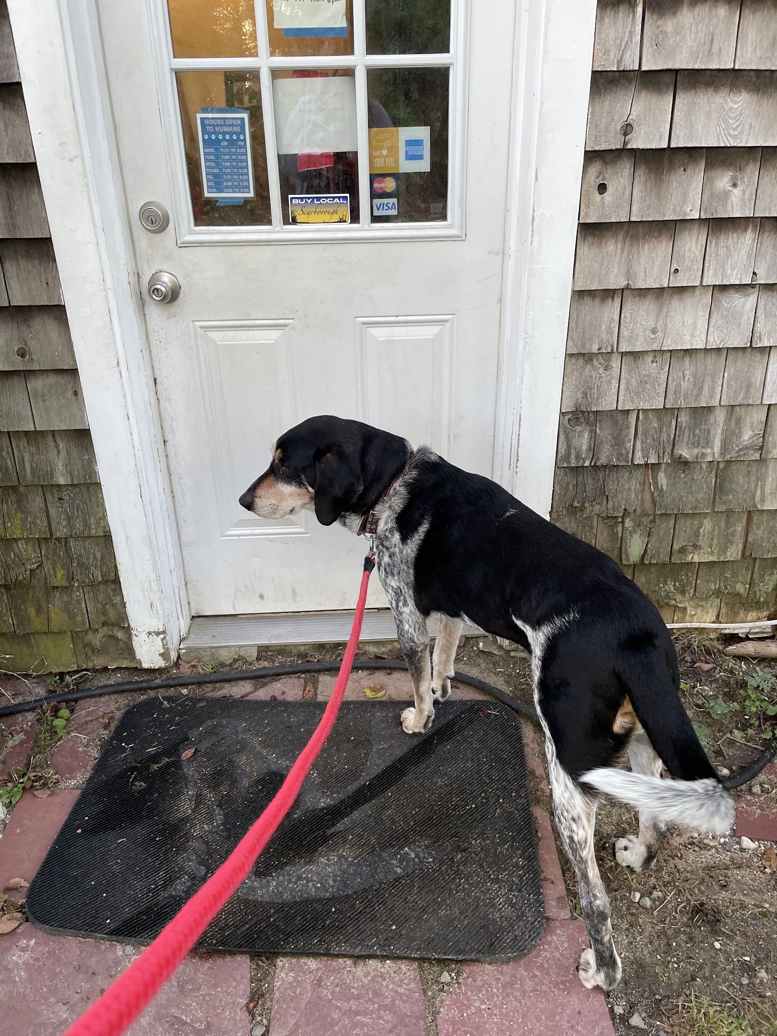 Another Dog Day