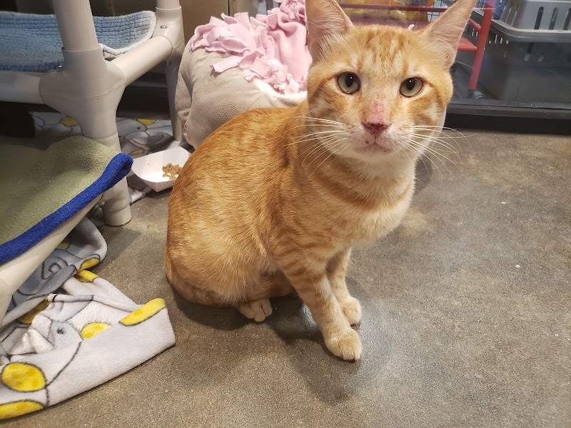 APA! Tarrytown Cattery