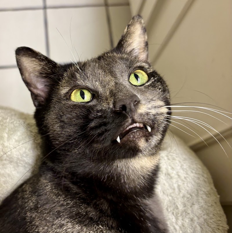 APA! Tarrytown Cattery photo 2