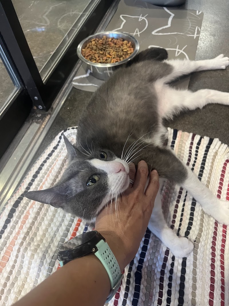 APA! Tarrytown Cattery photo 3