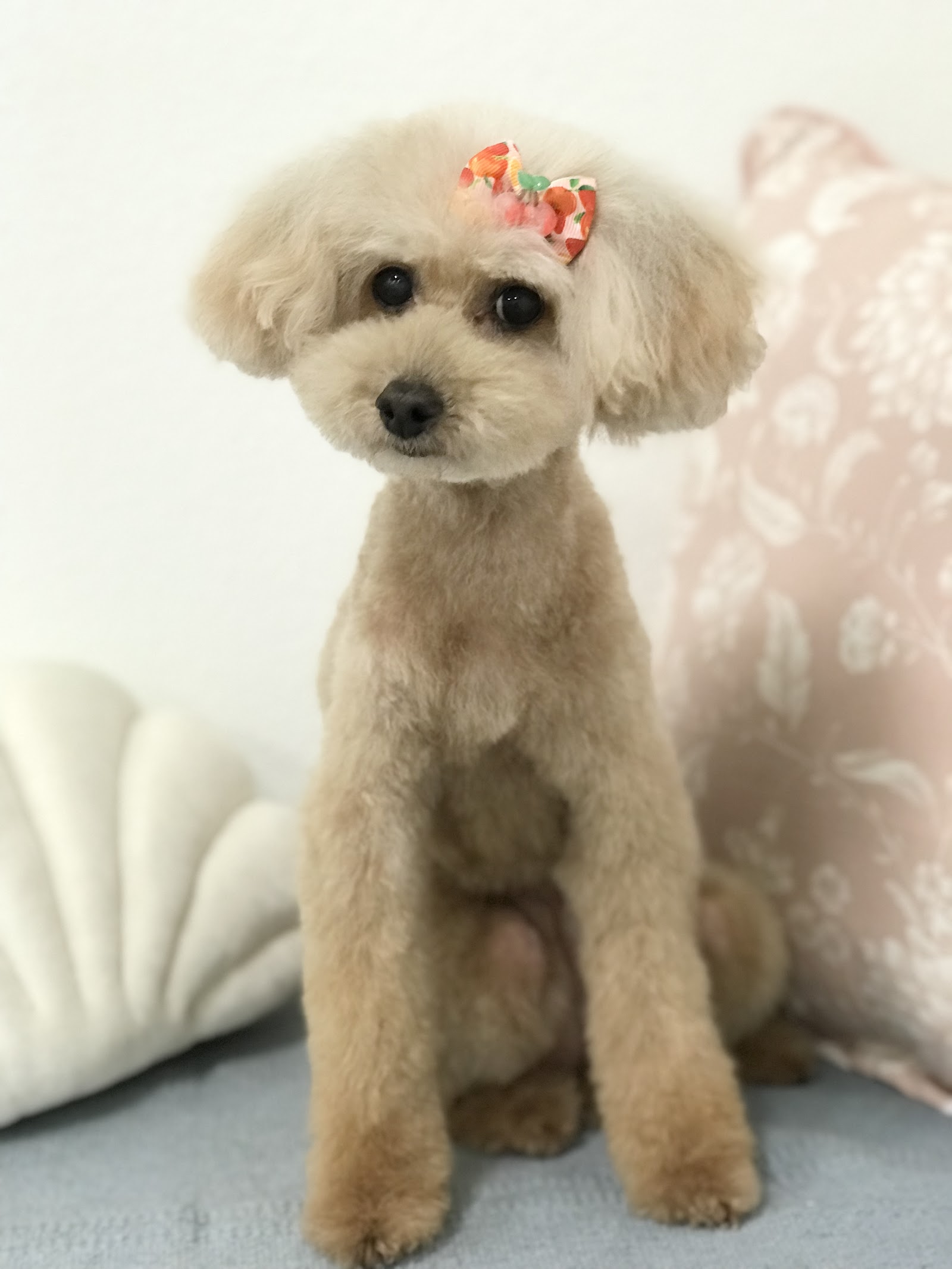 Apricot Dog Grooming