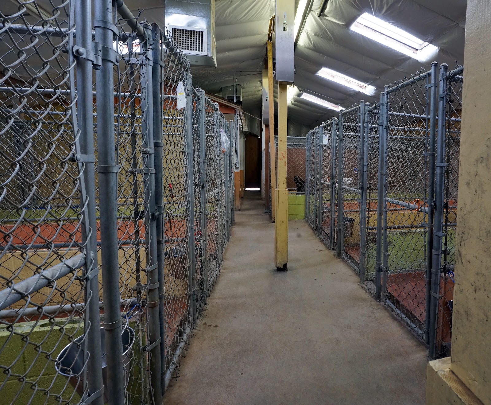 Arcade Creek Kennels