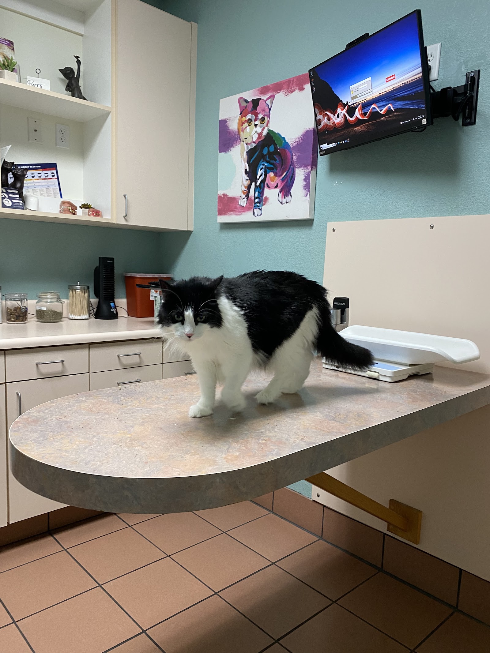 Arden Animal Hospital