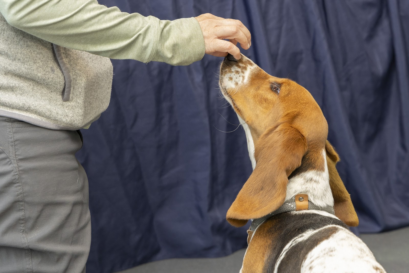 Arizona Humane Society Pet Training