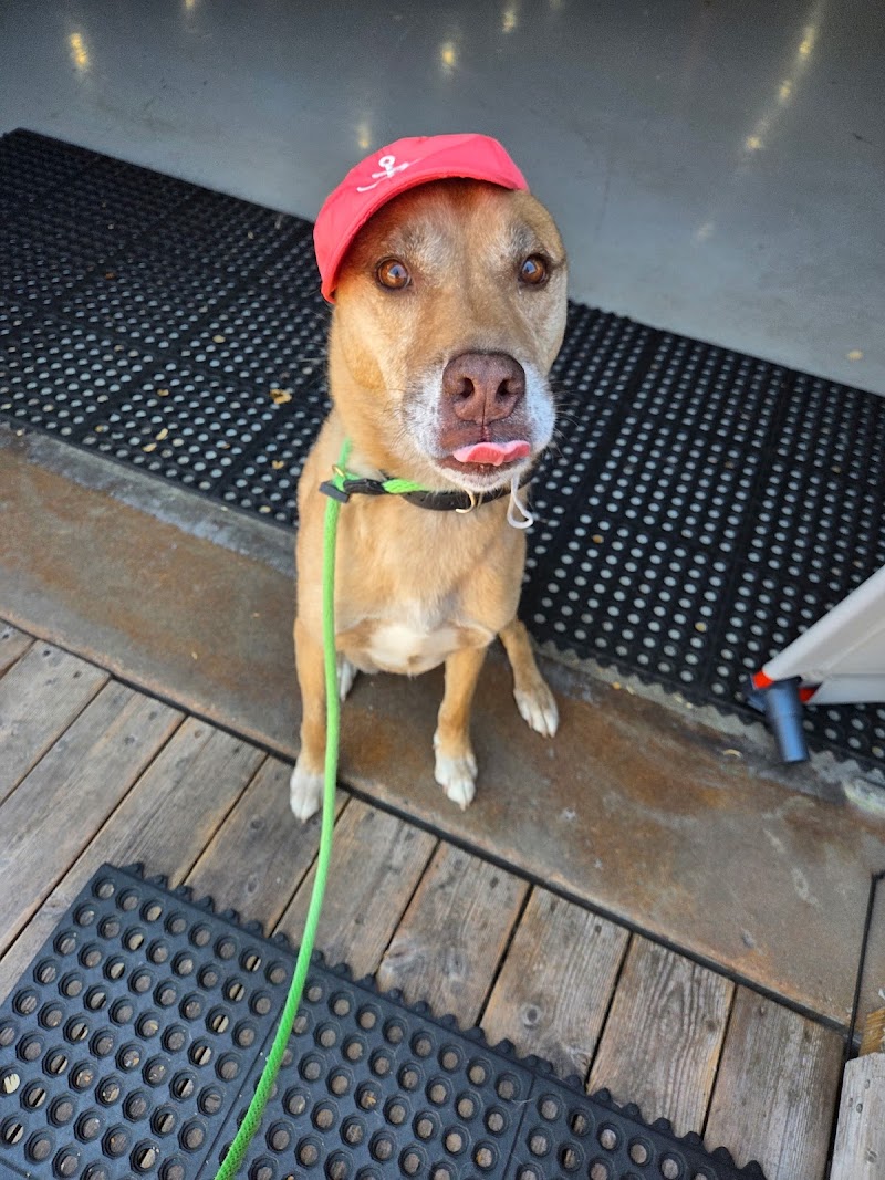 Art of the Dog Canine Academy