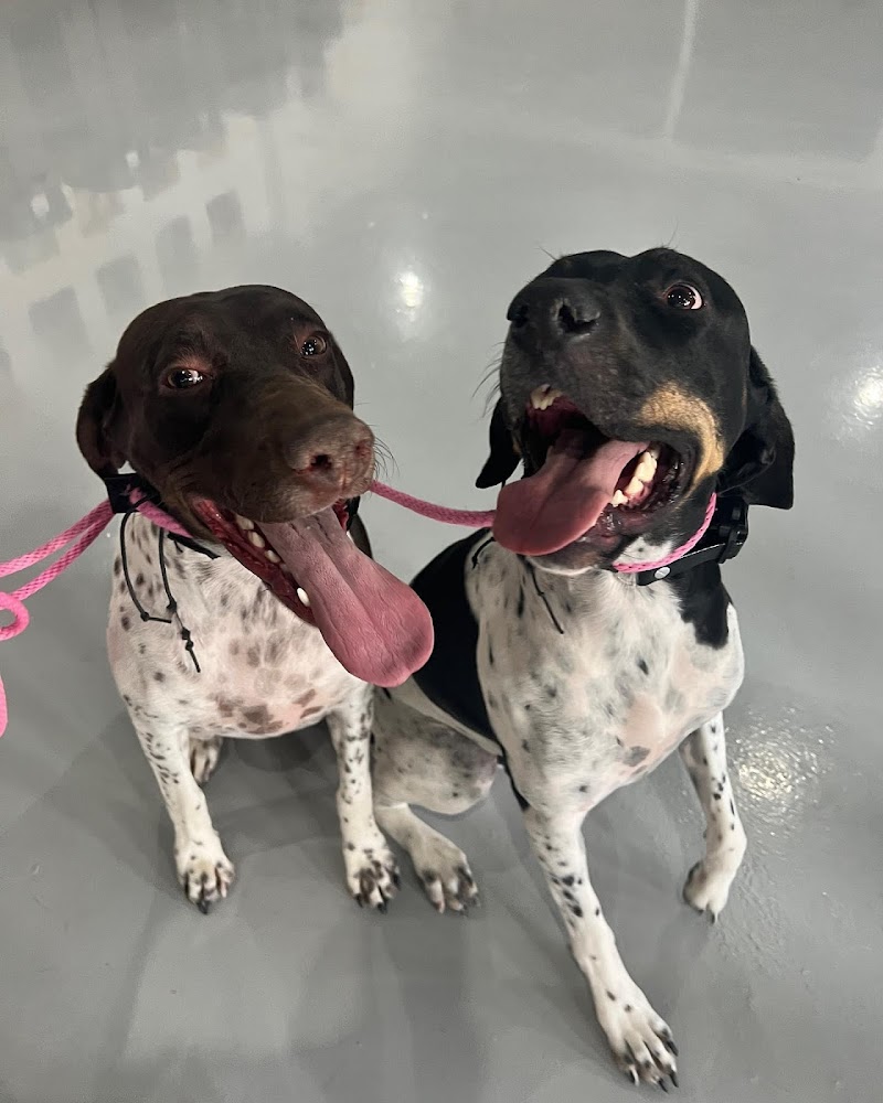 Art of the Dog Canine Academy photo 2