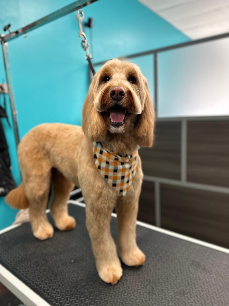 As the Fur Flies photo 3