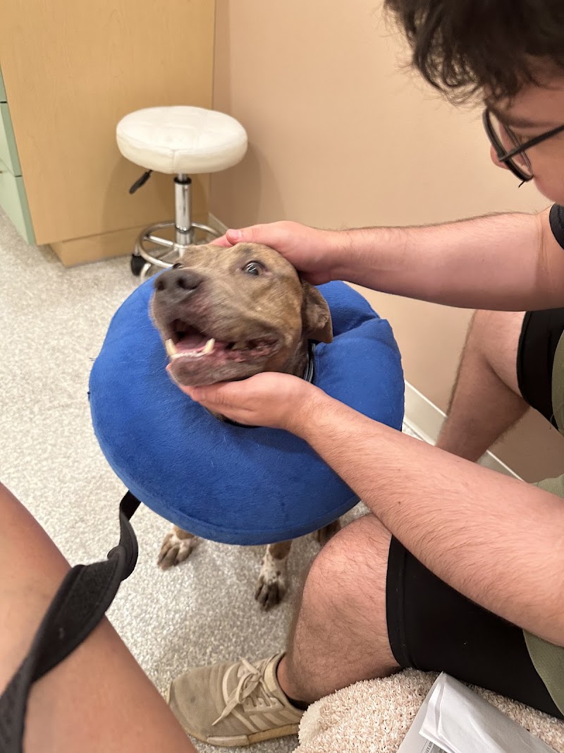 ASAP Vet: Veterinary Urgent Care photo 2