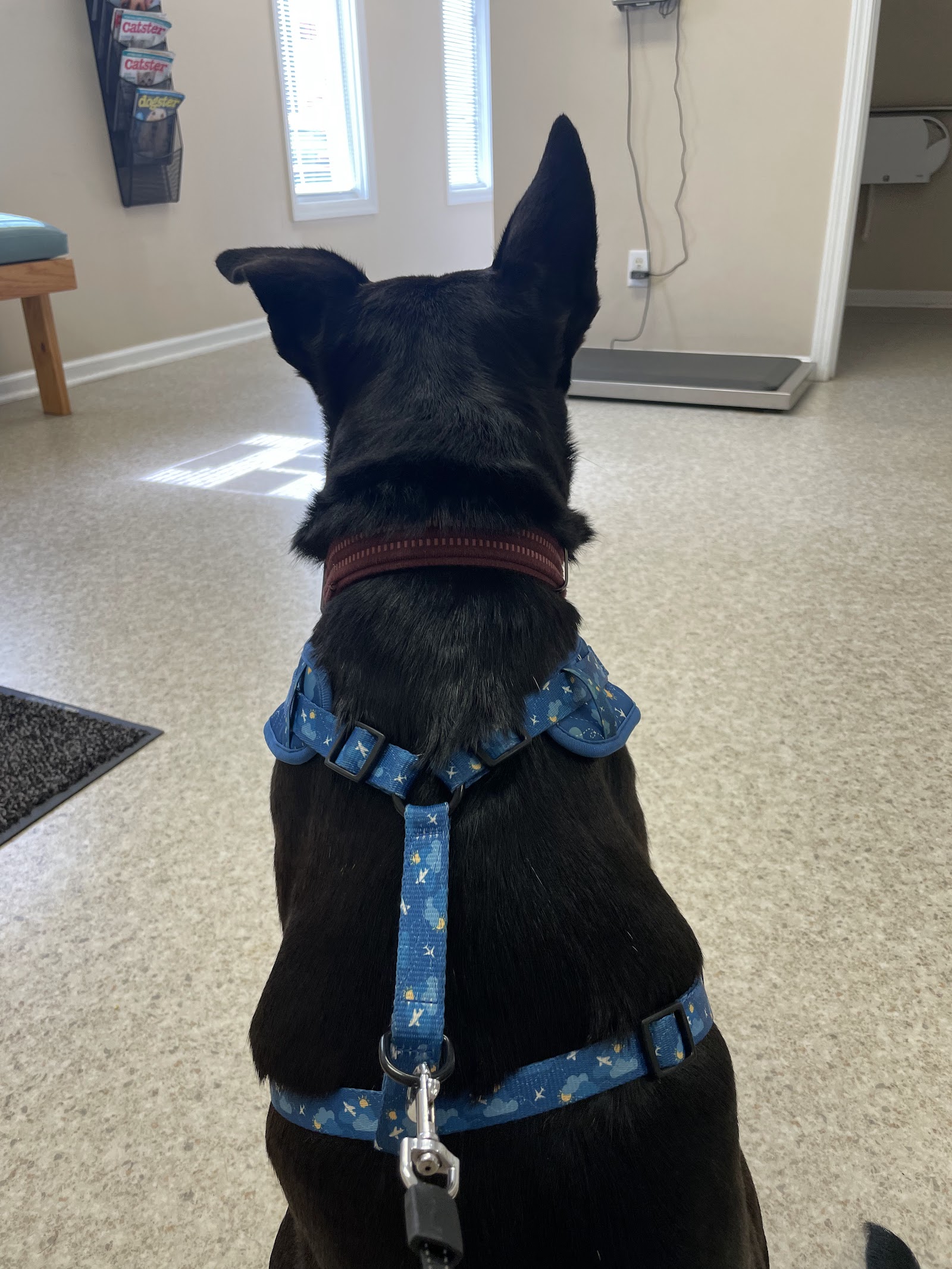 Asheville Veterinary Associates - South